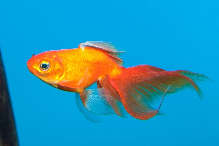 Gold fish in Aquarium, isolated on blue